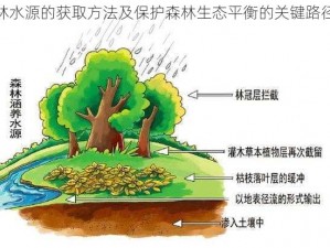 森林水源的获取方法及保护森林生态平衡的关键路径探究