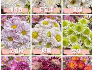 谁动了我的菊花第9关攻略详解：图文教程助你轻松过关