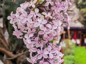 丁香花网_如何评价丁香花网？