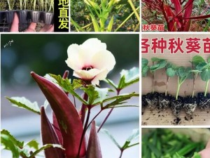 秋葵草莓茄子香蕉绿巨人 秋葵草莓茄子香蕉绿巨人：探秘它们的奇妙世界