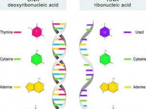 动物dna与人类dna生小孩_人类和动物的 DNA 结构差异过大，无法进行杂交或产生后代