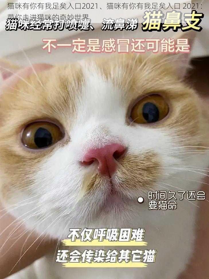 猫咪有你有我足矣入口2021、猫咪有你有我足矣入口 2021：带你走进猫咪的奇妙世界