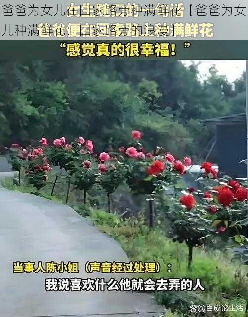 爸爸为女儿在回家路旁种满鲜花【爸爸为女儿种满鲜花：回家路旁的浪漫】