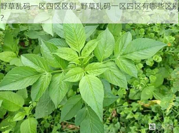 野草乱码一区四区区别_野草乱码一区四区有哪些区别？