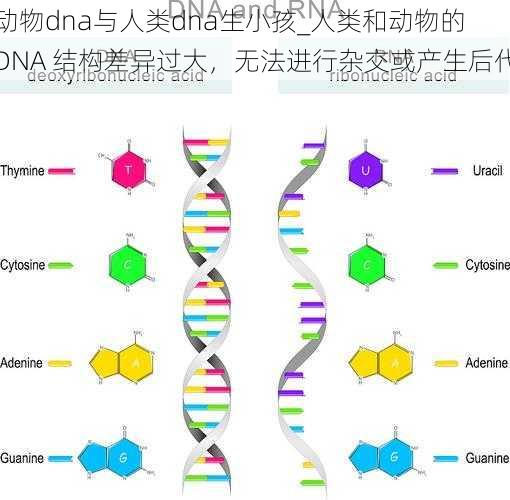 动物dna与人类dna生小孩_人类和动物的 DNA 结构差异过大，无法进行杂交或产生后代