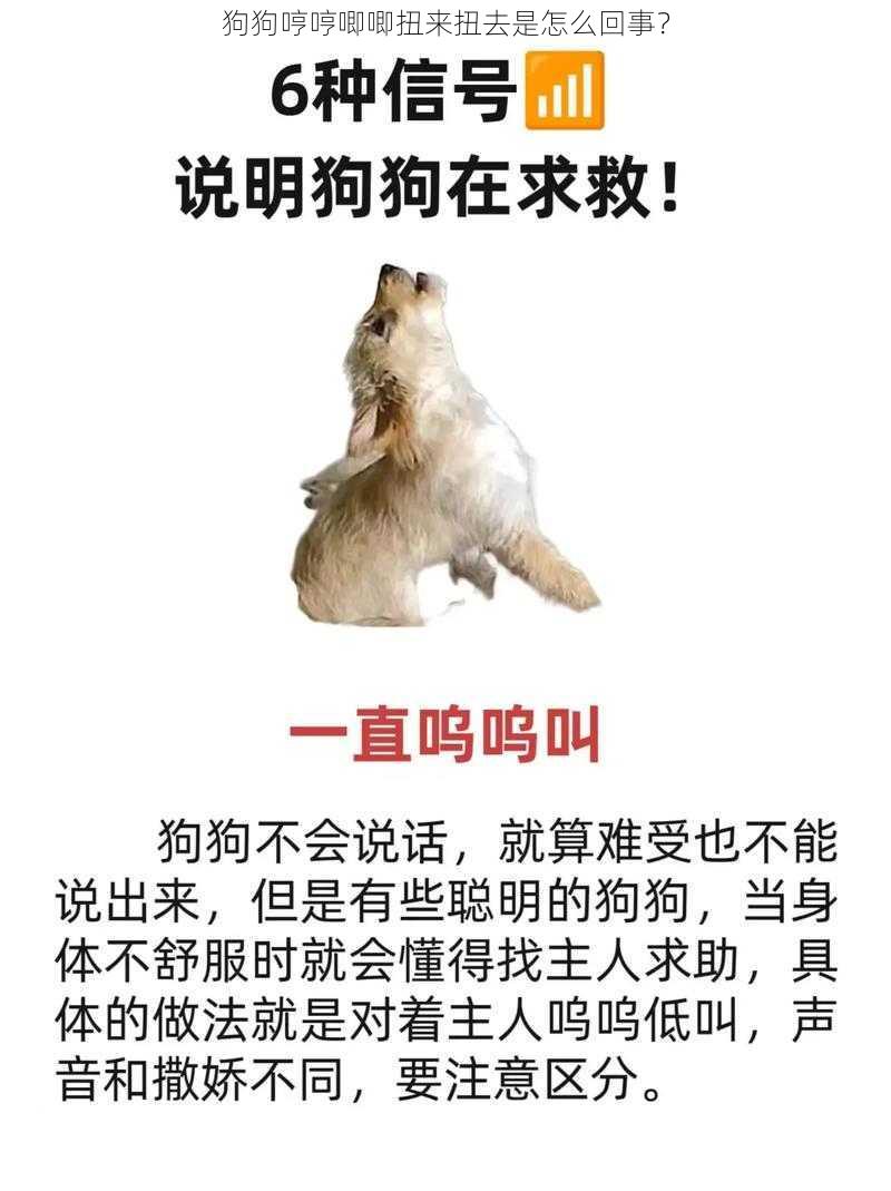 狗狗哼哼唧唧扭来扭去是怎么回事？