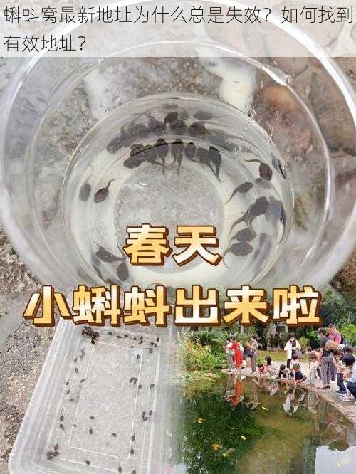 蝌蚪窝最新地址为什么总是失效？如何找到有效地址？