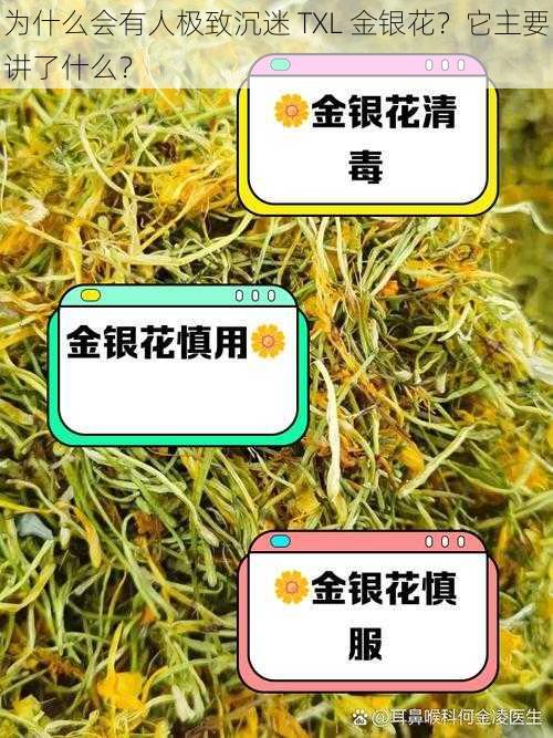 为什么会有人极致沉迷 TXL 金银花？它主要讲了什么？