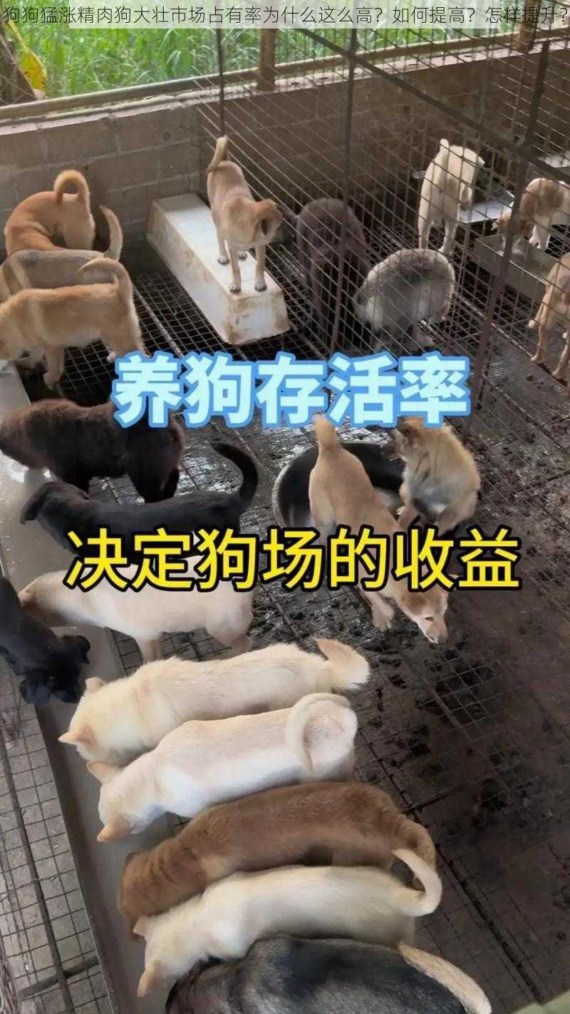 狗狗猛涨精肉狗大壮市场占有率为什么这么高？如何提高？怎样提升？